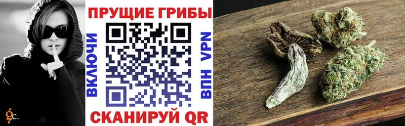 закладки  Омутнинск  Псилоцибиновые грибы Cubensis 